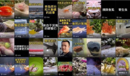 蝌蚪短视频,捕捉生活瞬间，展现多彩世界